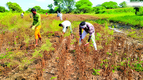 Jalna News