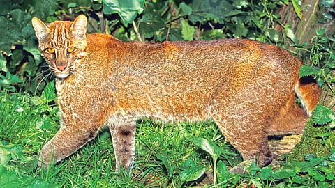 A multi-colored cat that plucks the feathers of birds after hunting them before eating them