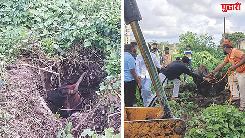 Dehuroad cow rescue