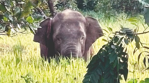 Omkar Elephant  