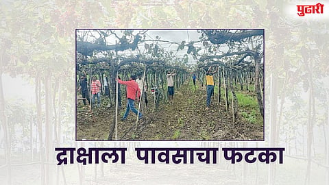 Junner grape orchards