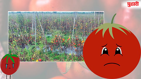 Tomato crop loss Nimgaon Ketki