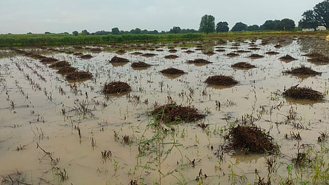  soybean crop damage