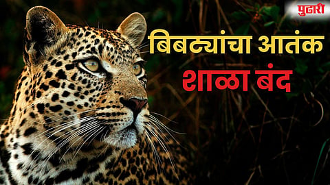 Pimpalvandi tiger sightings