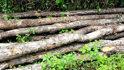 Pokharni forest news
