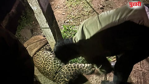 Kolhapur Leopard Rescue 