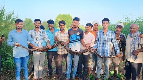 Nanded Python Captured 