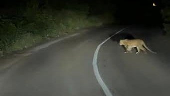 Satara Kas Road leopard