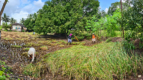 Raigad paddy cutting
