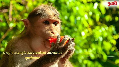 Adverse effects wildlife 