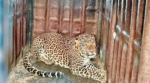 leopard finally captured at pimparkhed