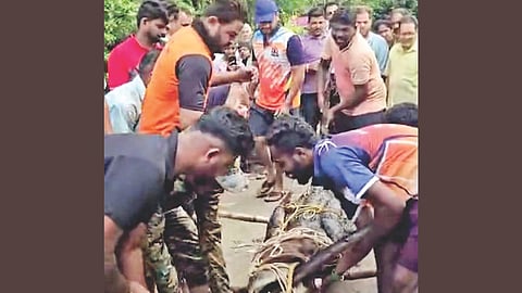 Vetye Crocodile Rescue 