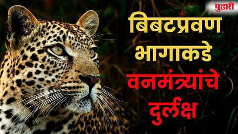 Leopard Attacks Maharashtra