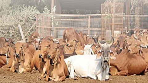 लातूर 