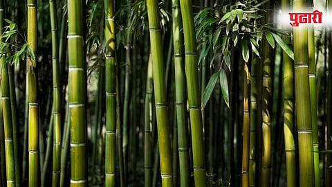 Bamboo Tree