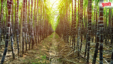 Swabhimani sugarcane price dispute