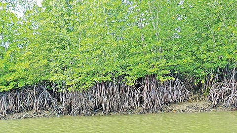 Kandhalvan land