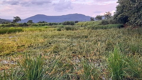 Rice crop damage Konkan