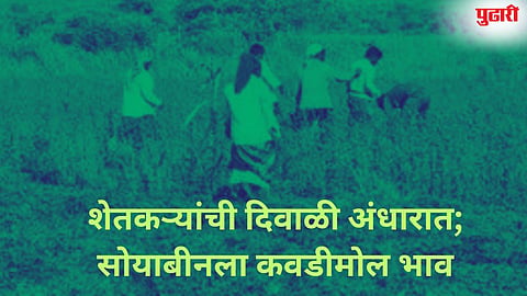 Soybean Price Low