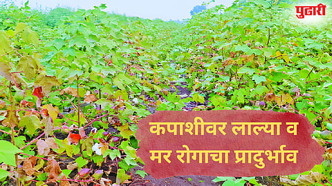 Cotton News