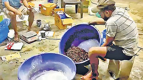 Dry fruit fraud