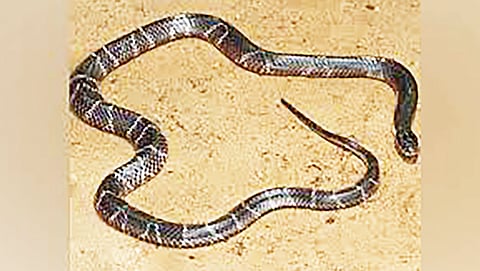 Snake sightings