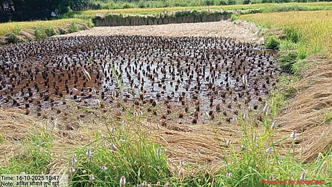 Raigad farmers loss