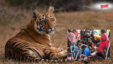 tiger attack