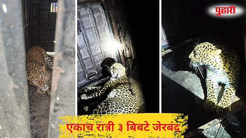 Shirur Pimperkhed three leopards captured