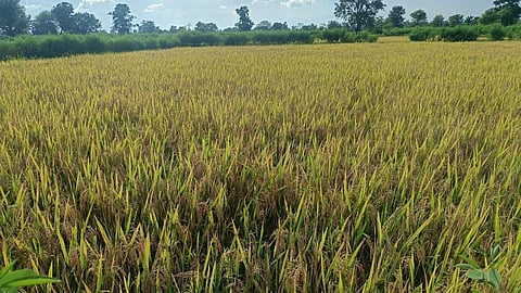 Chandrapur News | चंद्रपूर जिल्ह्यात धान कापणीच्या उंबरठ्यावर पावसाचे सावट 
