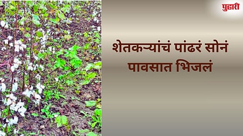 Beed News