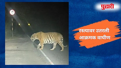 Chandrapur Tiger Attack 