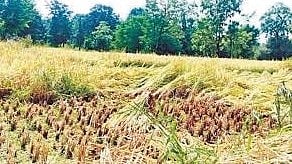 Ratnagiri News : जिल्ह्यात वादळी वार्‍यासह पाऊस; भात पिकाचे नुकसान