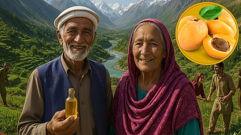 Bitter Apricot Oil