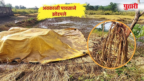 Unseasonal Rain : अवकाळी पावसाचा पुन्हा तडाखा; बळीराजावरील संकट टळेना