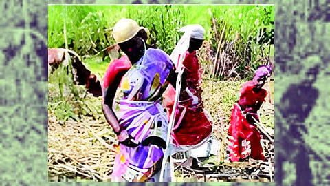 Beed News