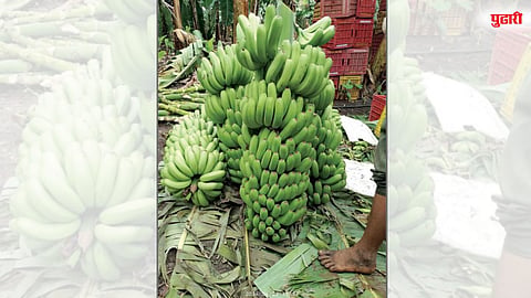 दर घसरल्याने केळी शेतकऱ्यांचे संकट