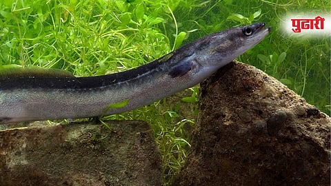 Eel Fish 