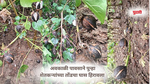 Marathwada rain