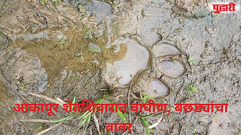 Akapur village tiger