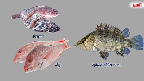 गंगा-ब्रह्मपुत्रेतील मासे आता उजनी धरणात!