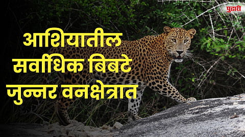 आशियातील सर्वाधिक बिबटे जुन्नर वनक्षेत्रात