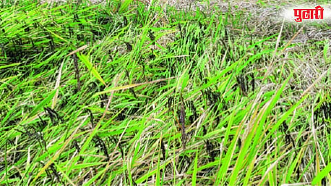 Crop Damage