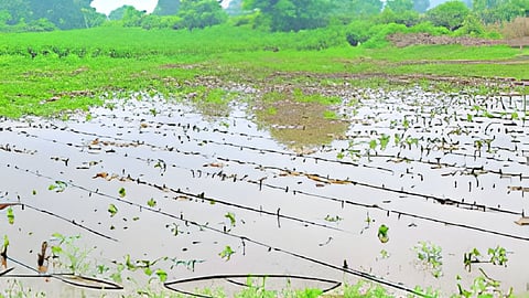Jalna Rain Damage
