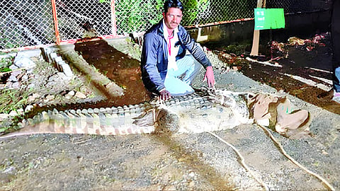Crocodile
