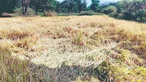 Satara News: जावलीत शेतकऱ्यांच्या शेतात अन्‌‍ डोळ्यातही पाणी 