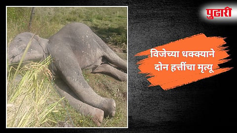 Two Elephants die of electric shock