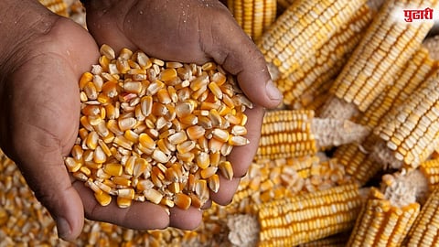 Government procurement of maize