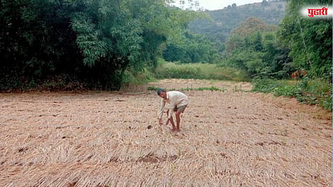 अवकाळी पावसाने राजगड-मोसे-मुठा खोऱ्यातील भातपिकांचे मोठे नुकसान