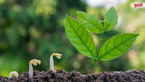 Seed Subsidy Scheme Maharashtra: नव्या बियाण्यांच्या जातींना प्रोत्साहन